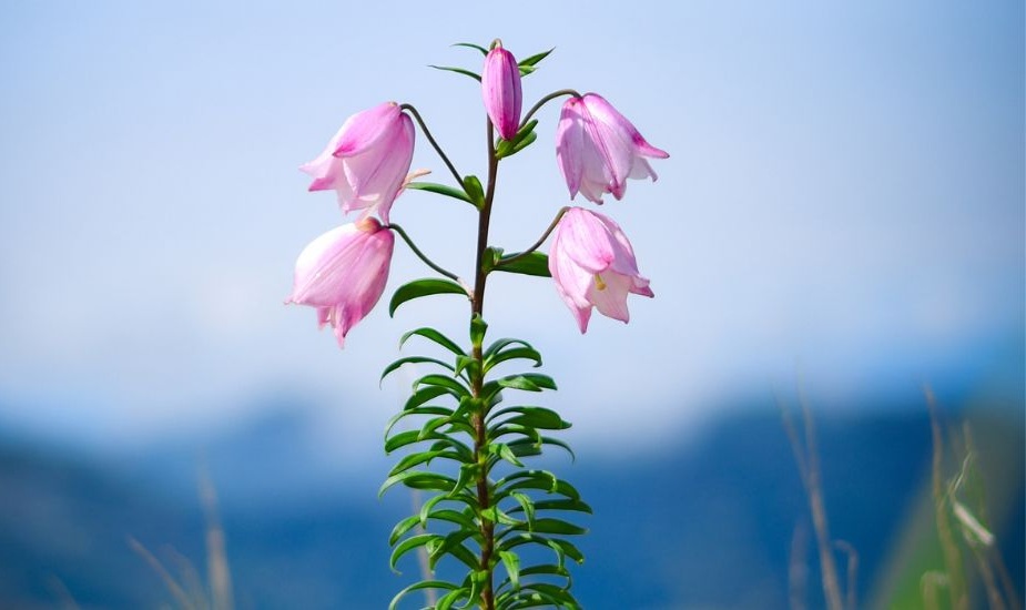 Shirui Lily inspired floral scene